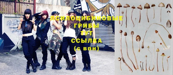 ГАЛЛЮЦИНОГЕННЫЕ ГРИБЫ Горно-Алтайск